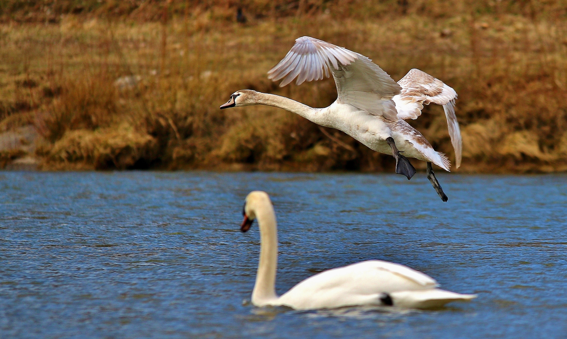 Schwanenflug