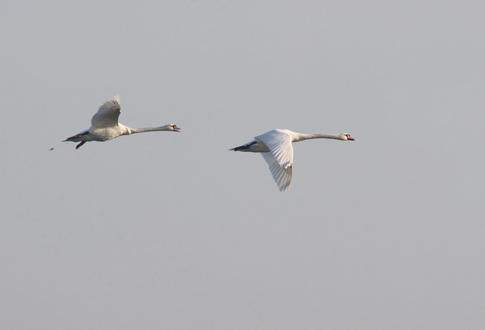 Schwanenflug