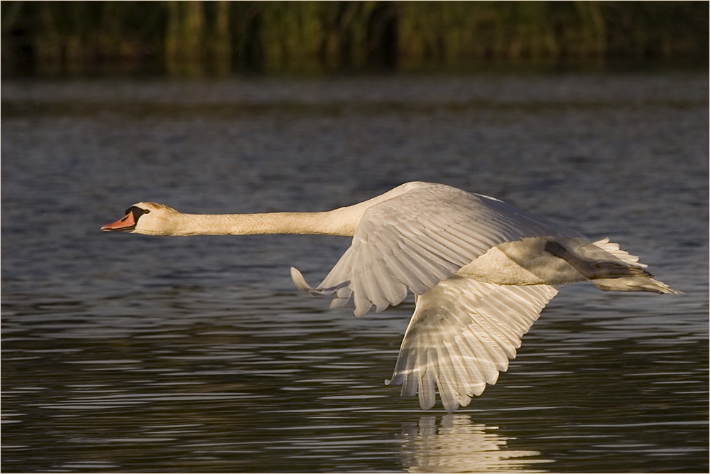 Schwanenflug