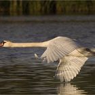 Schwanenflug