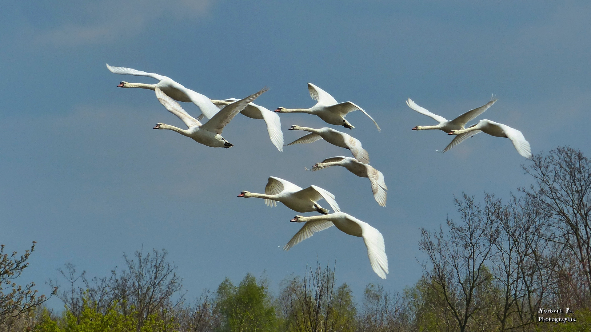 Schwanenflug