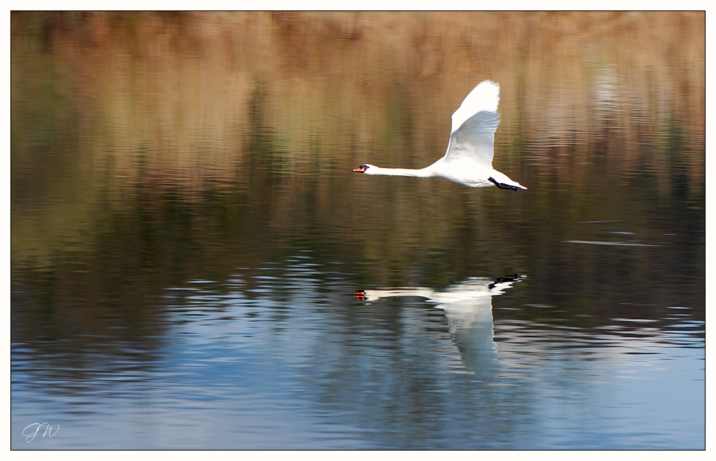 Schwanenflug