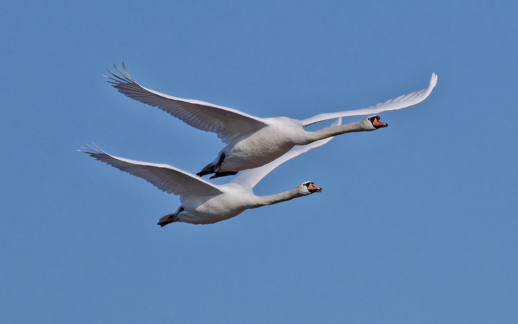 Schwanenflug