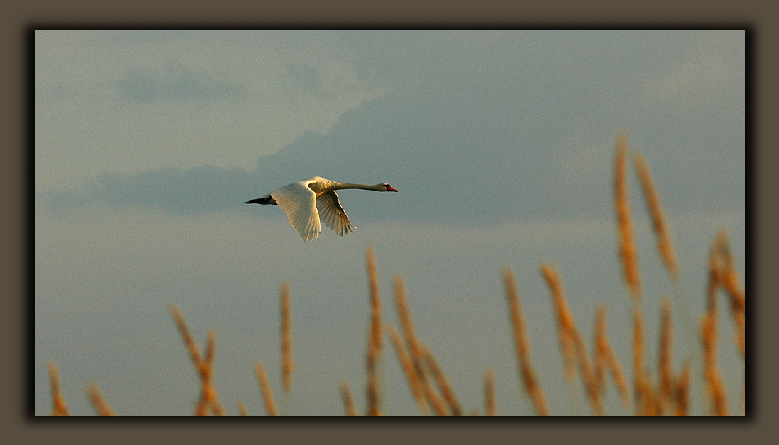 schwanenflug