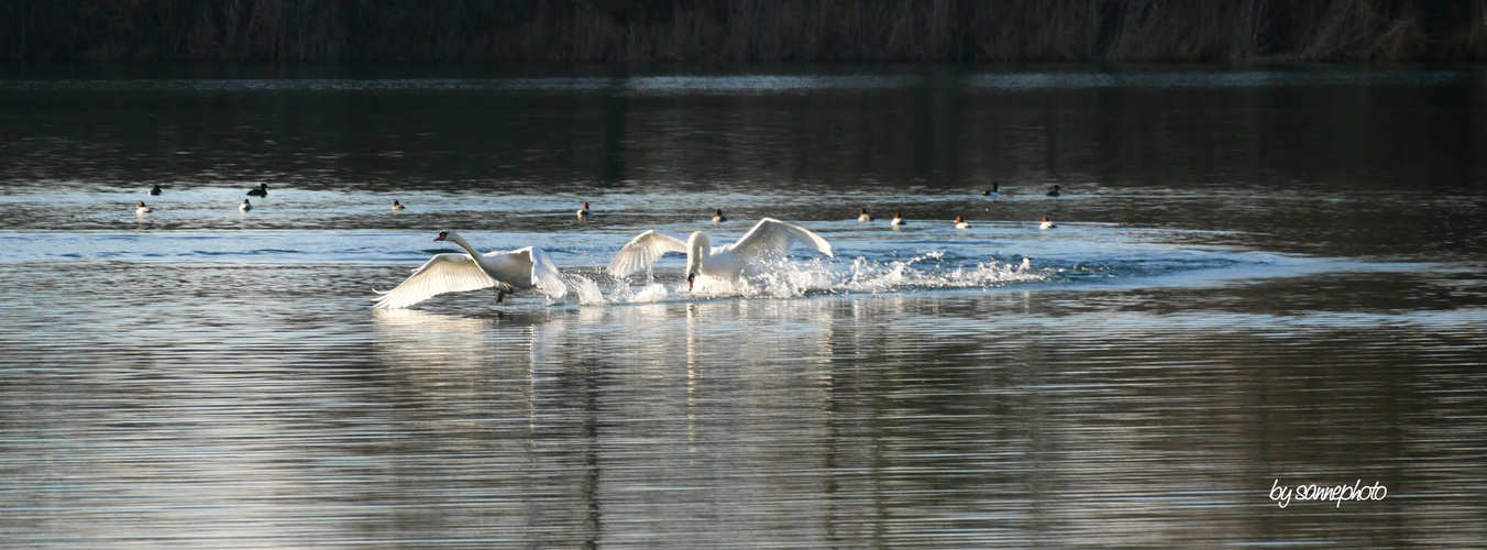 Schwanenflug