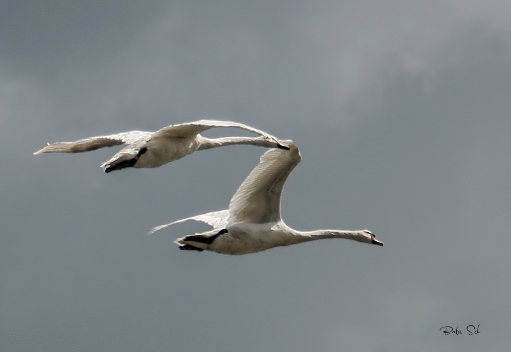 Schwanenflug