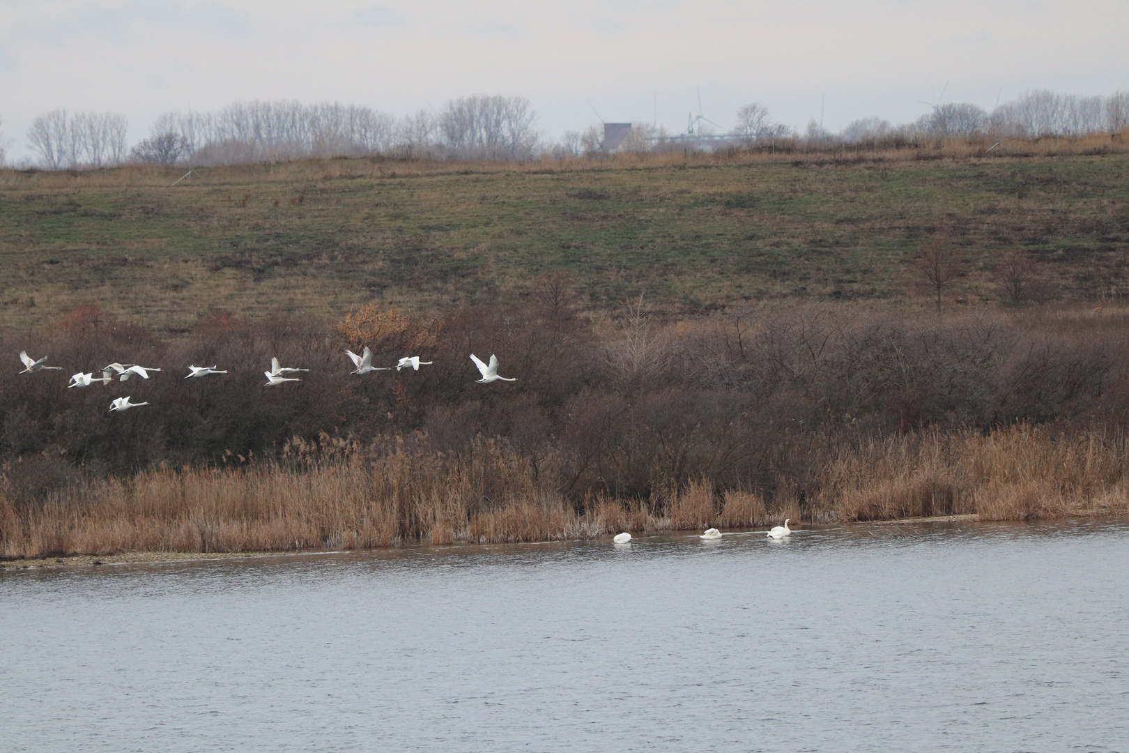 Schwanenflug