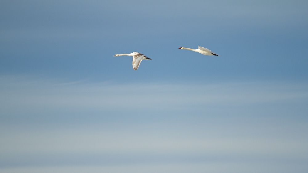 Schwanenflug