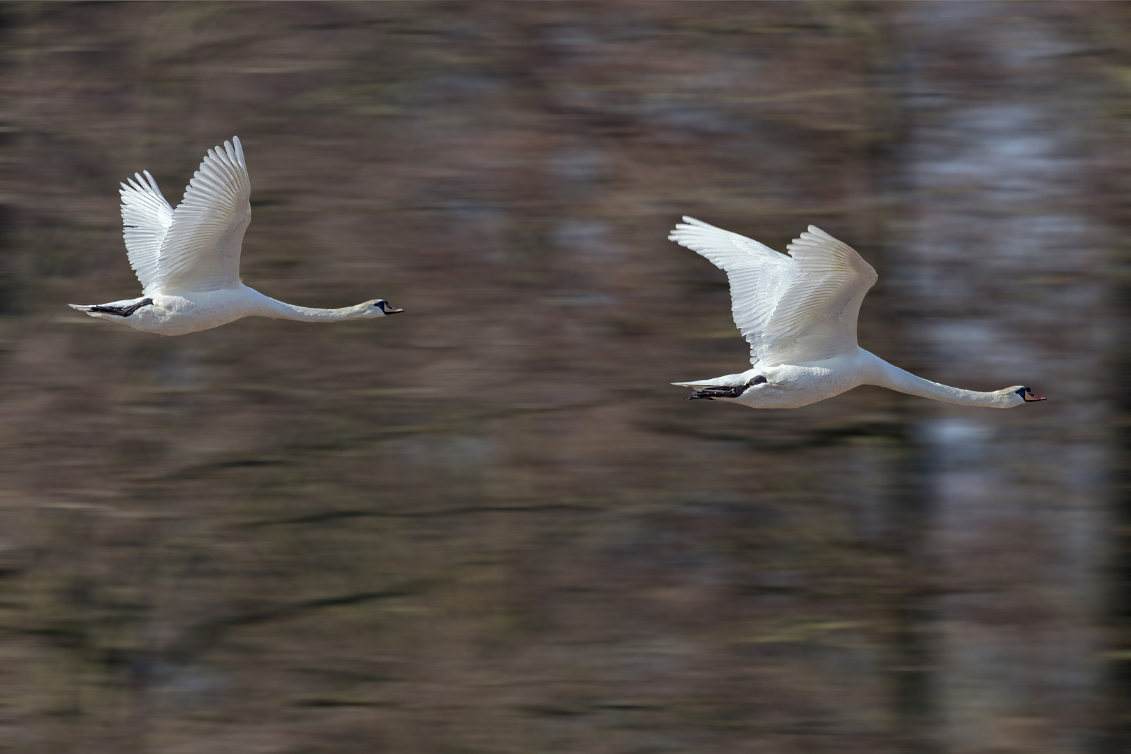 Schwanenflug