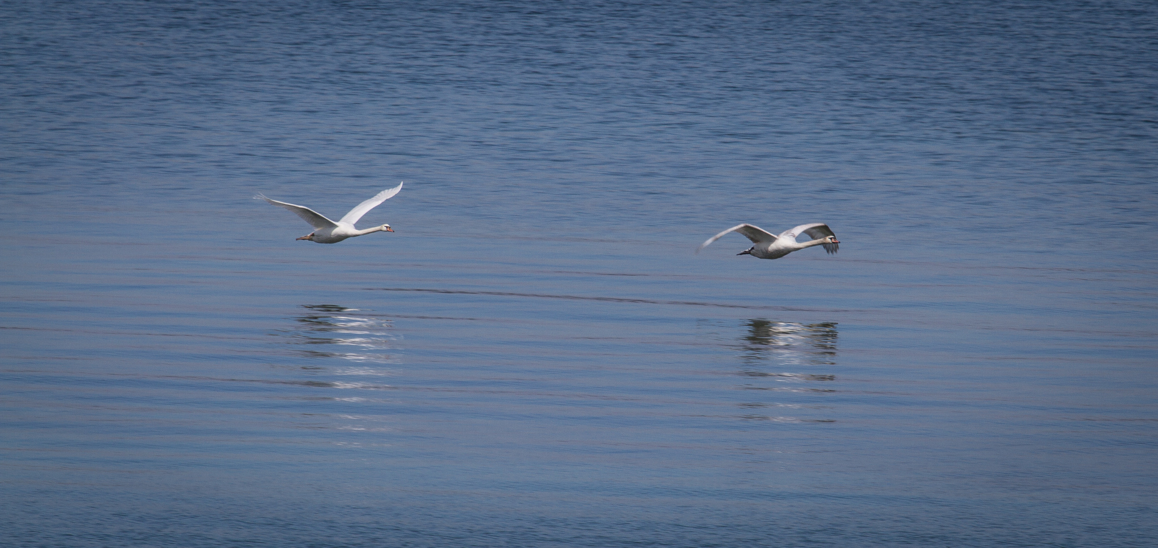 Schwanenflug