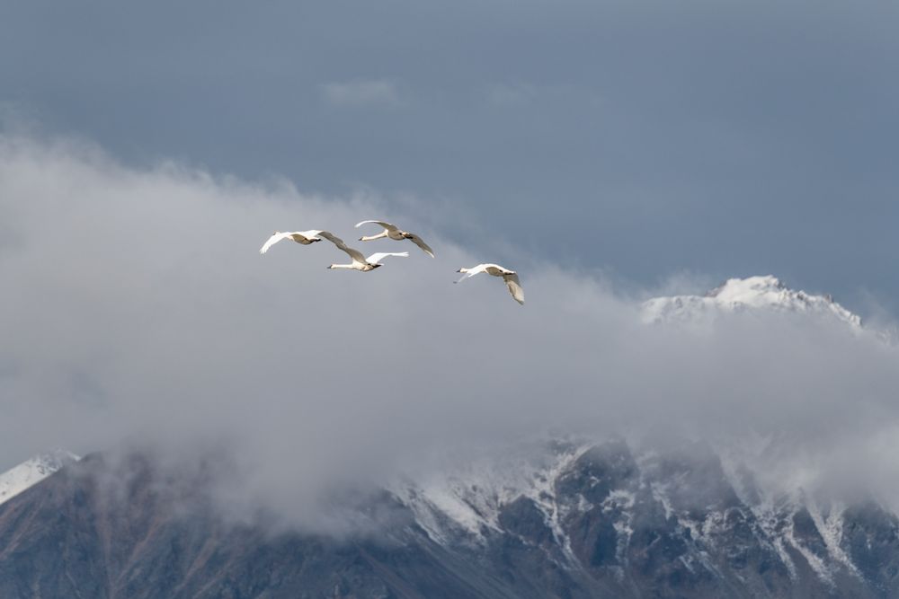 Schwanenflug