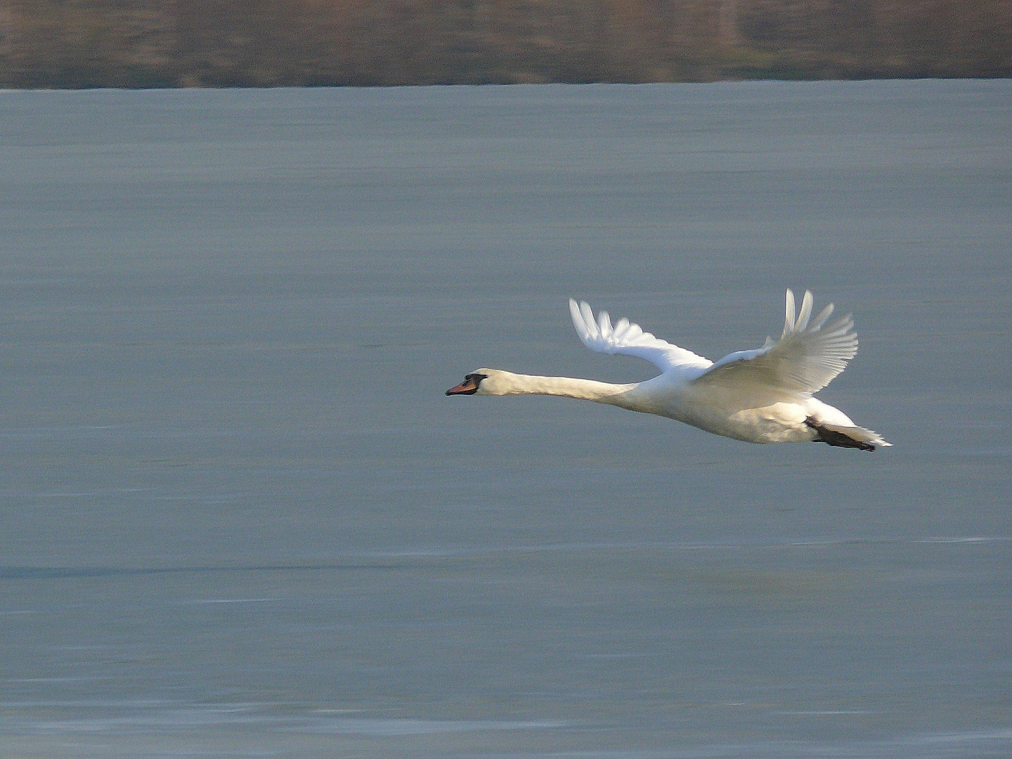 Schwanenflug