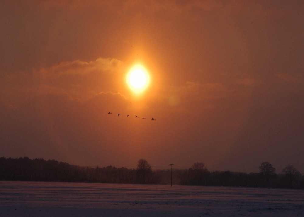 Schwanenflug