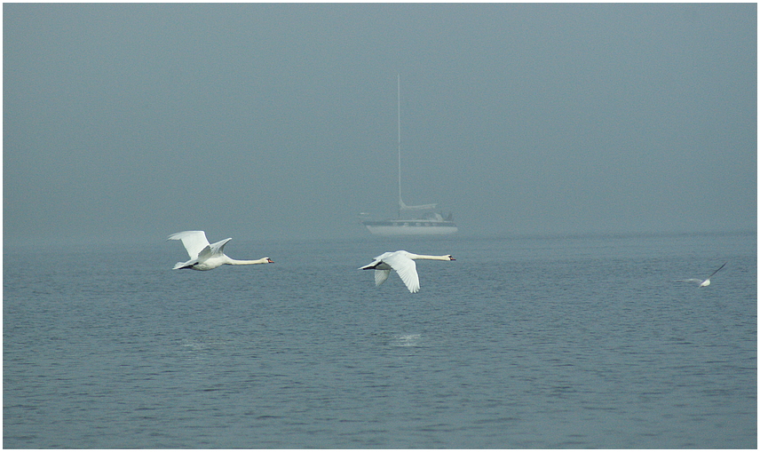 Schwanenflug am Bodensee