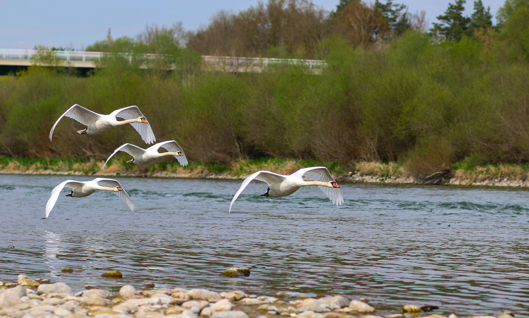 Schwanenflug am Rhein