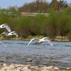 Schwanenflug am Rhein