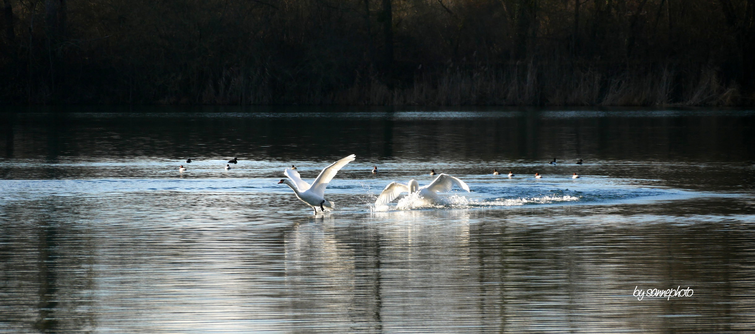 Schwanenflug