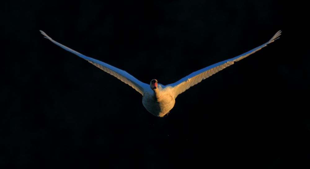 Schwanenflug beim Sonnenaufgang