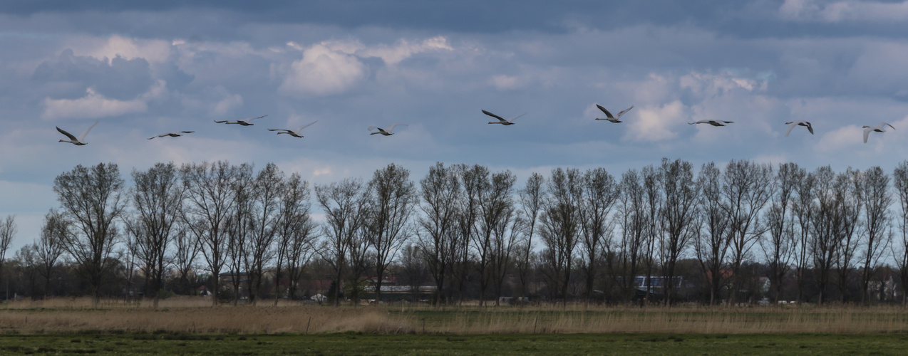 Schwanenflug 