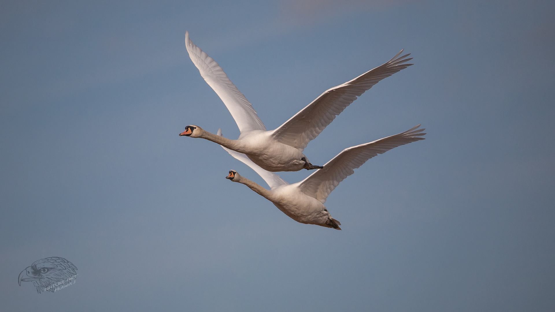 Schwanenflug