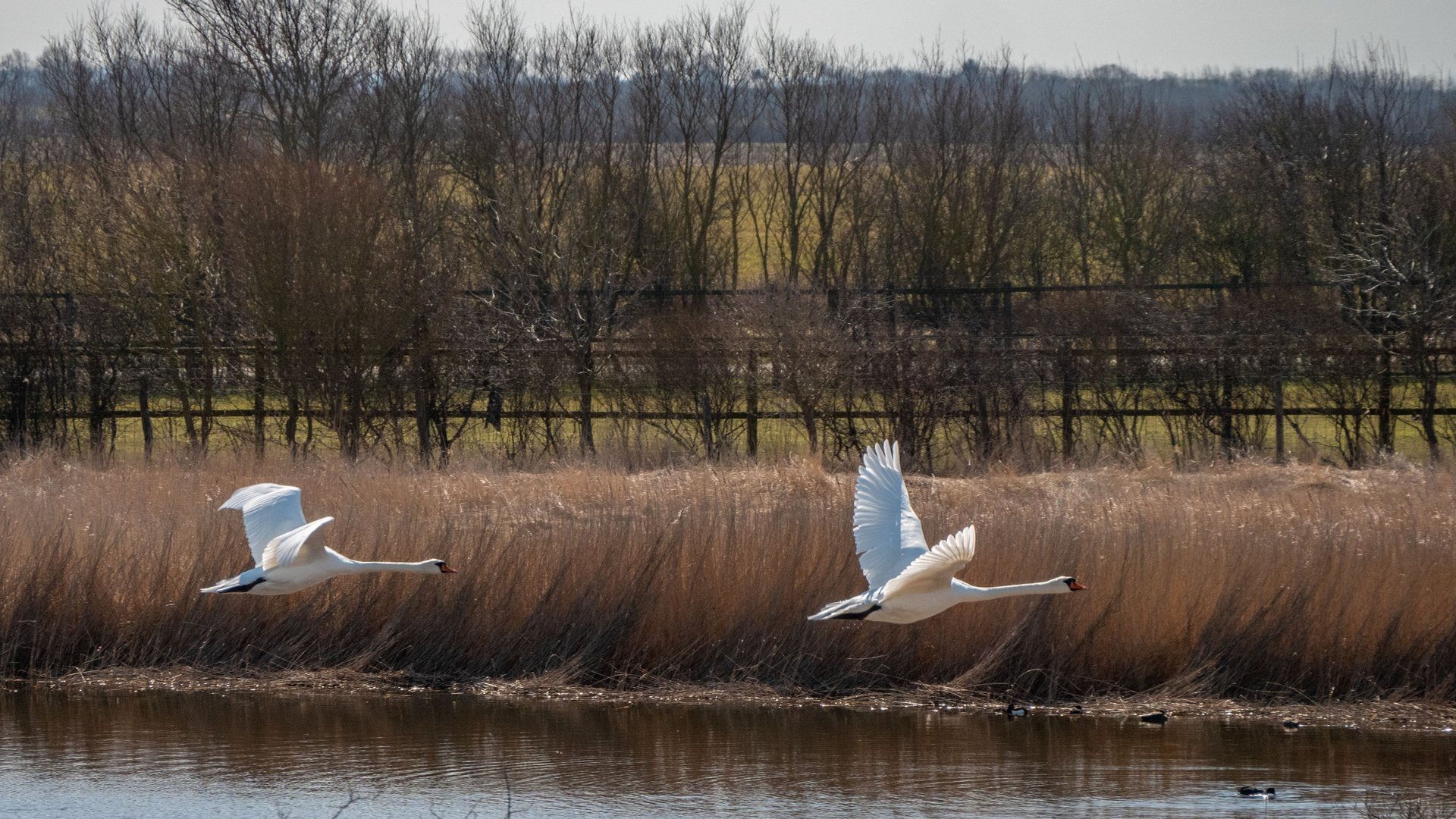 Schwanenflug