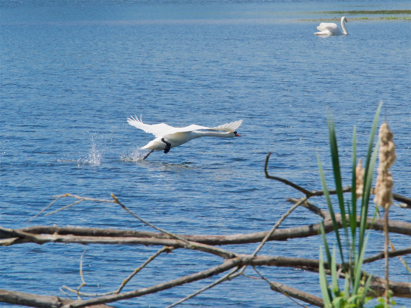 Schwanenflug