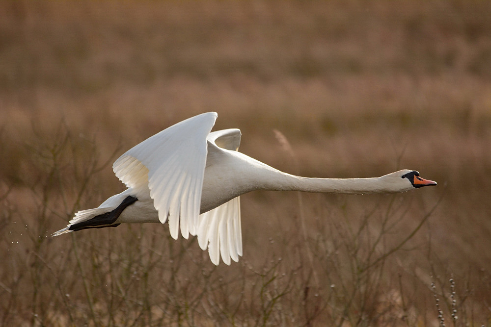 Schwanenflug