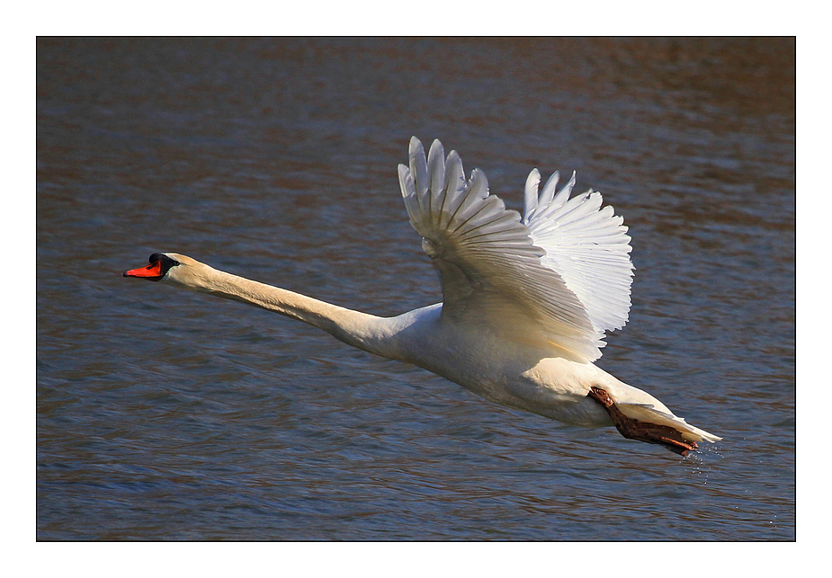 Schwanenflug