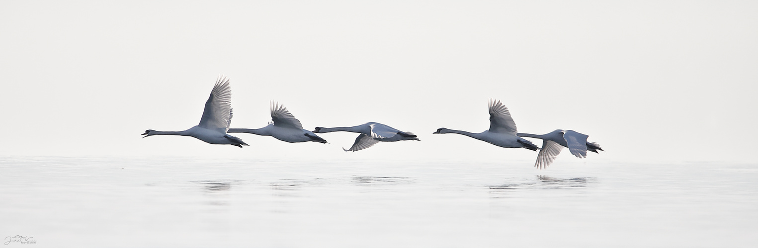 Schwanenflug im Morgendunst