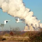 Schwanenflug im rheinischen Braunkohlerevier