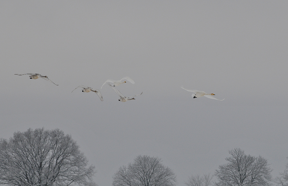 Schwanenflug mit Gesang