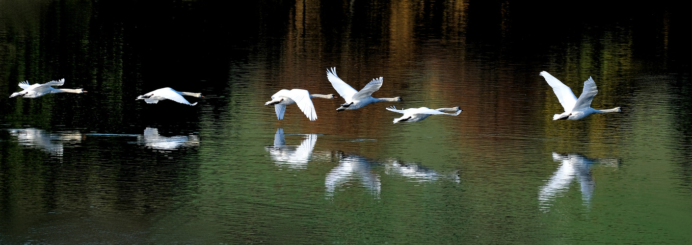 Schwanenflug über den Aartalsee