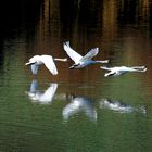 Schwanenflug über den Aartalsee