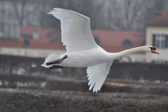 Schwanenflug über den Schloßpark