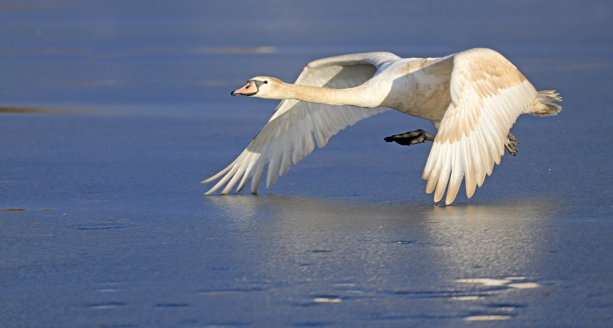 Schwanenflug übers Eis