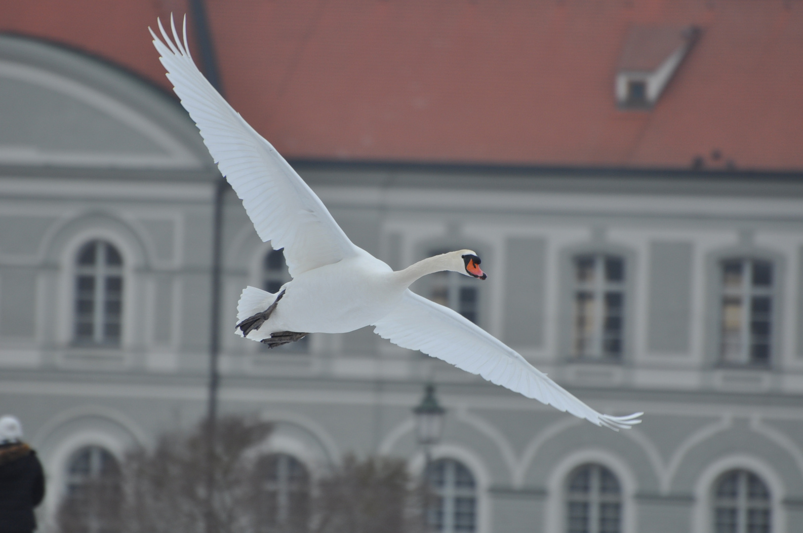 Schwanenflug2