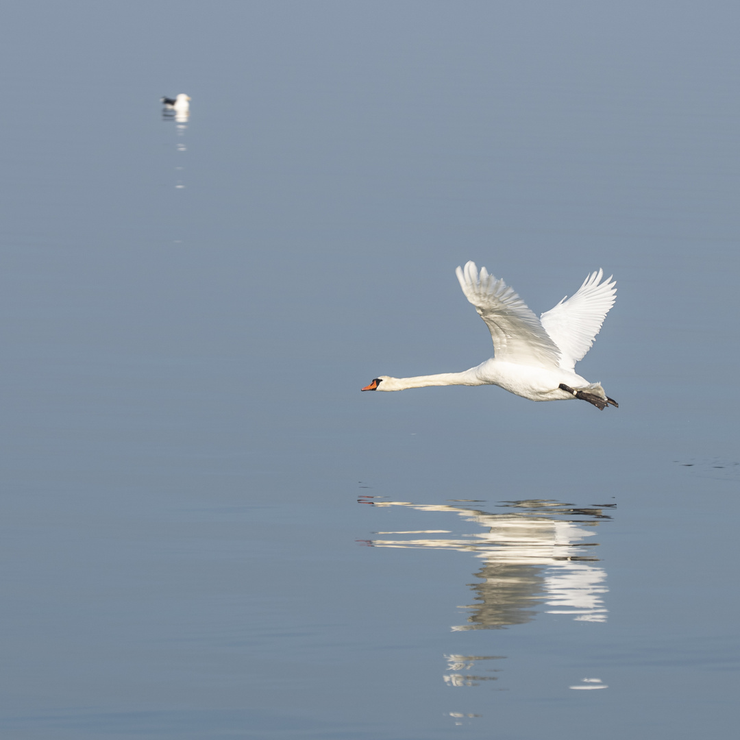 Schwanenflug_NIK2339