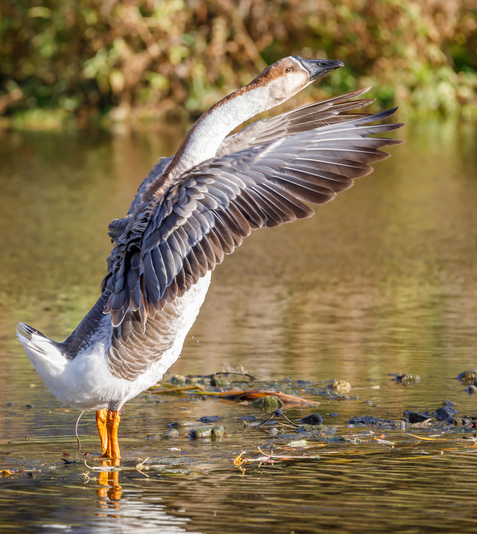 Schwanengans (anser cygnoides)