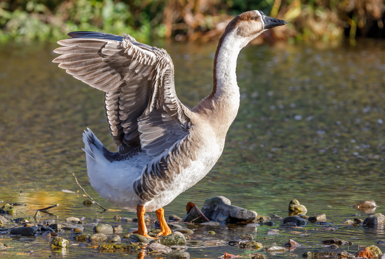 Schwanengans ( anser cygnoides )