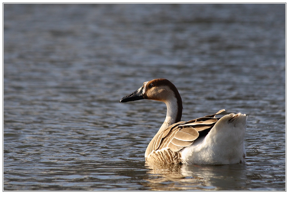 Schwanengans (Anser cygnoides) am Biedensand