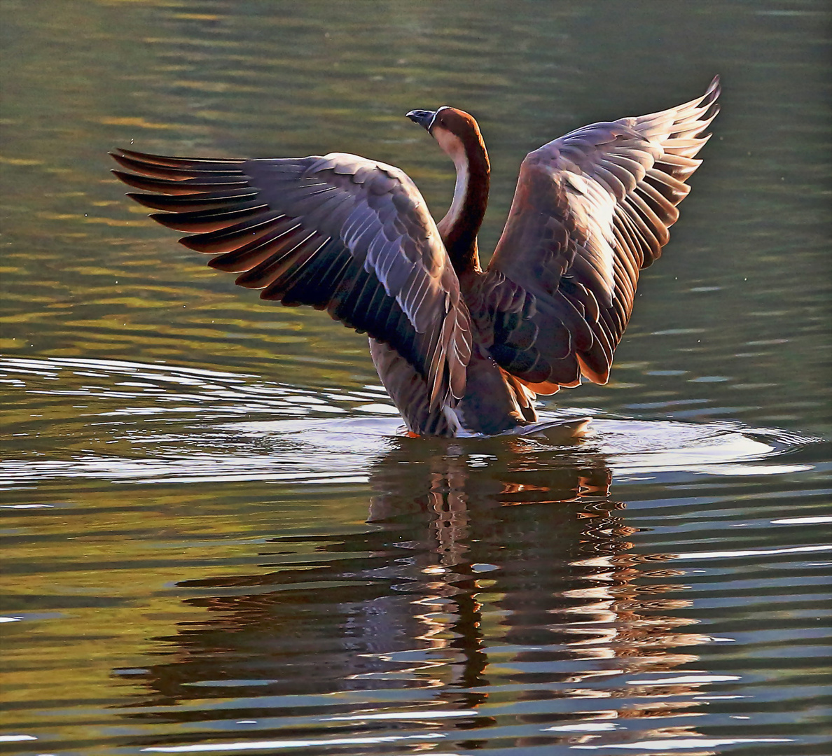 Schwanengans auf dem Bruchsee