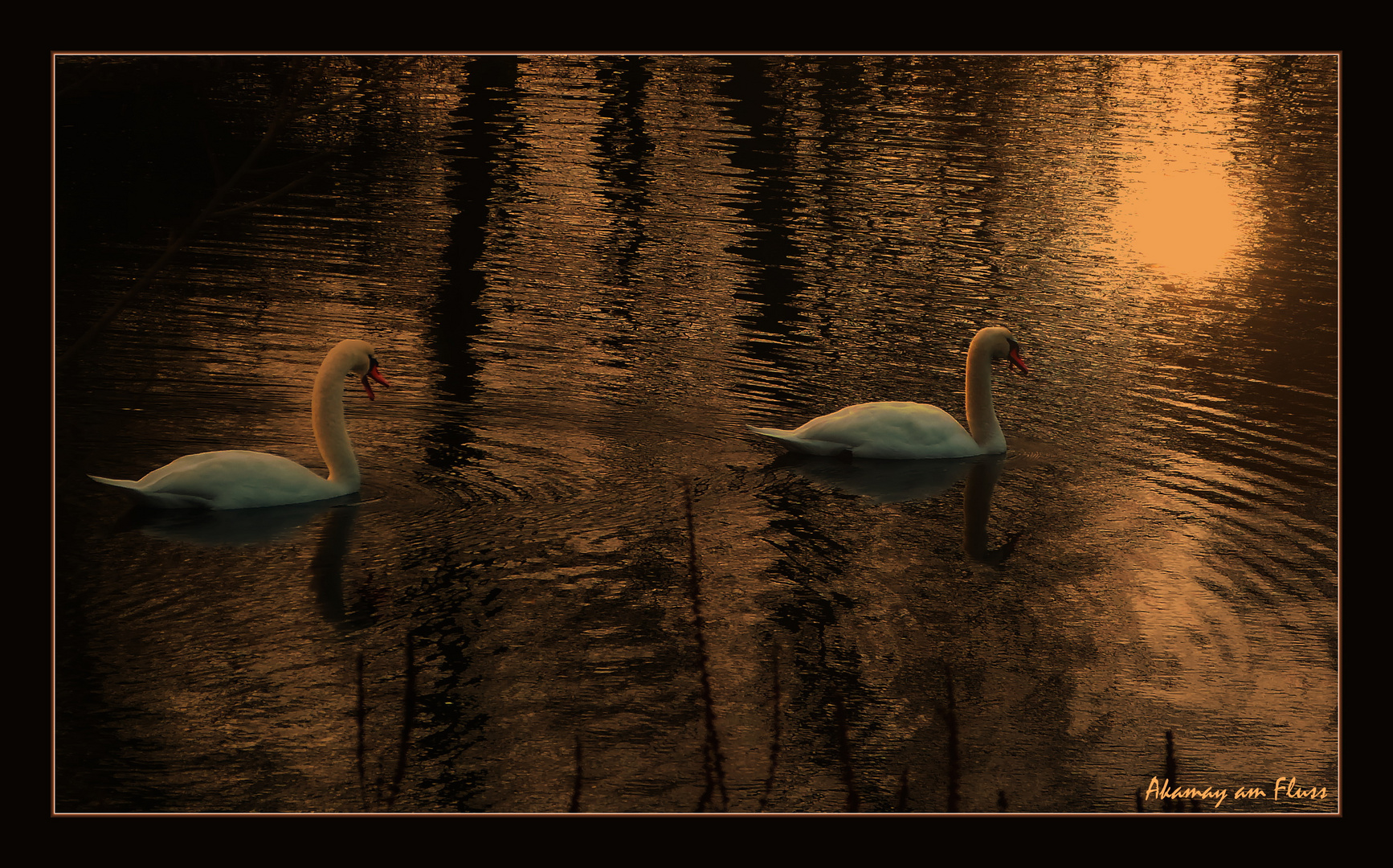 Schwanengespräch-Herbstabend am See