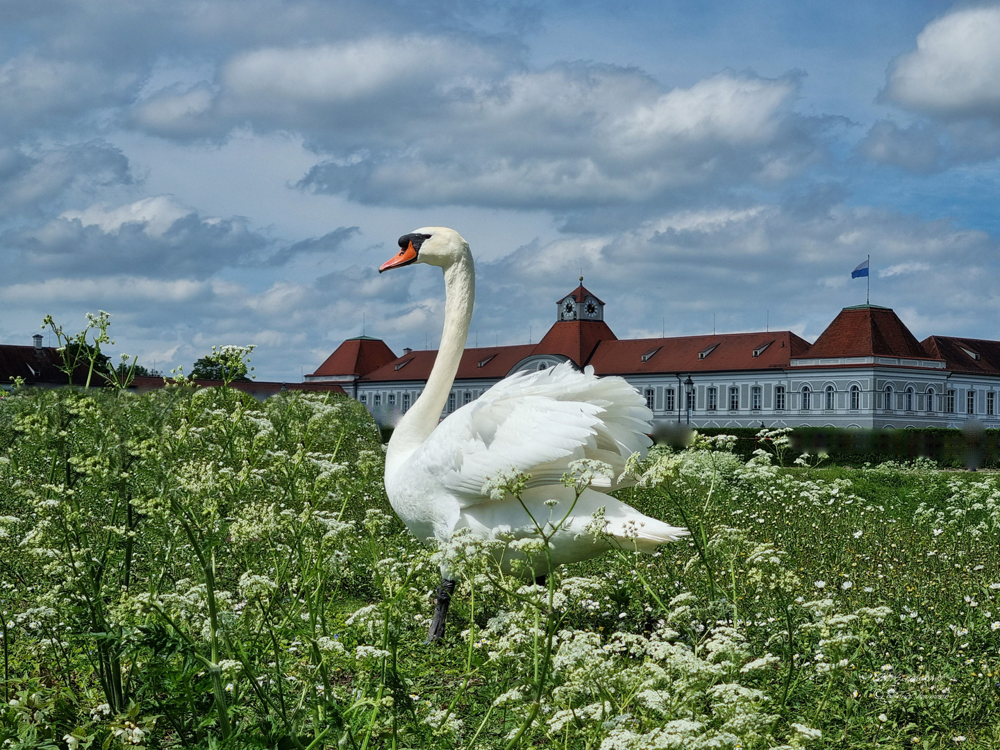 Schwanenglück 