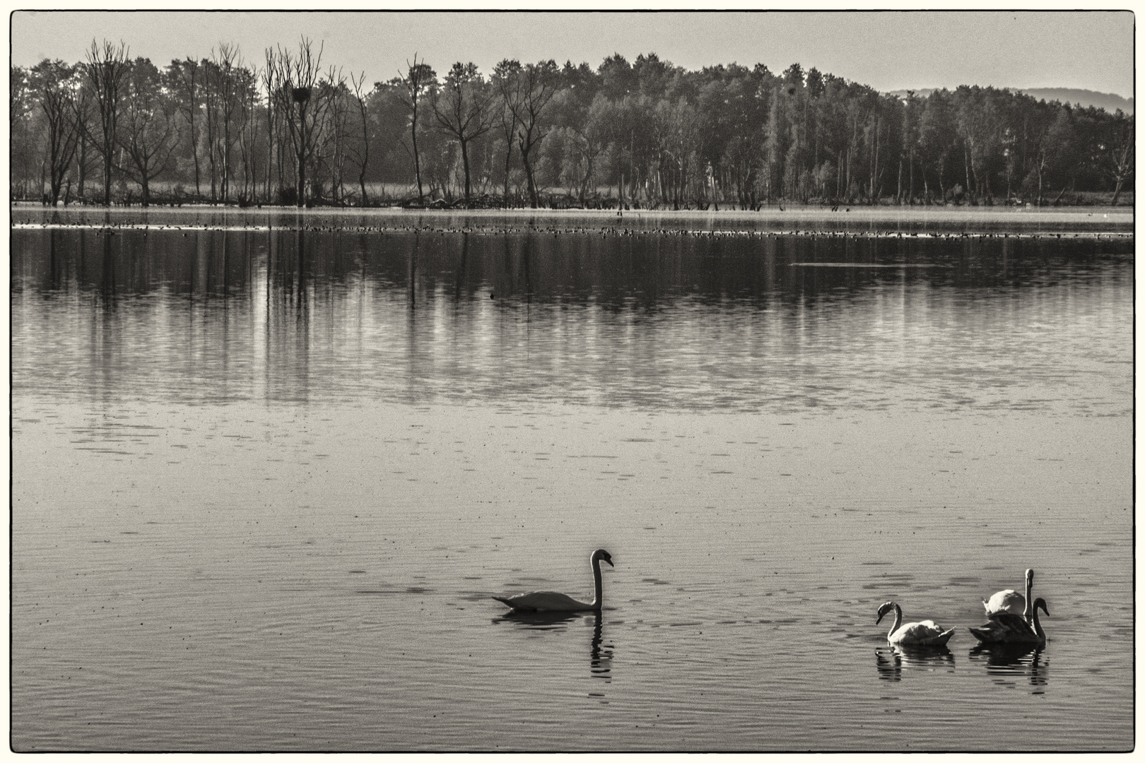 Schwanengruppe mit Jungschwan