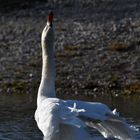 Schwanengymn 3: Halsstreckung und Rüttel-Schüttel