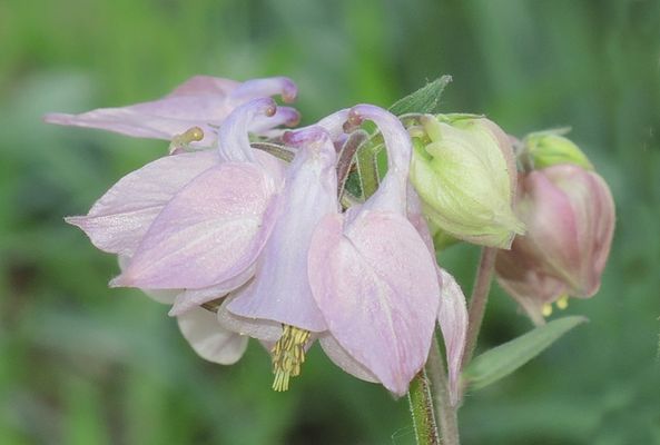 Schwanenhälse in Blumenform