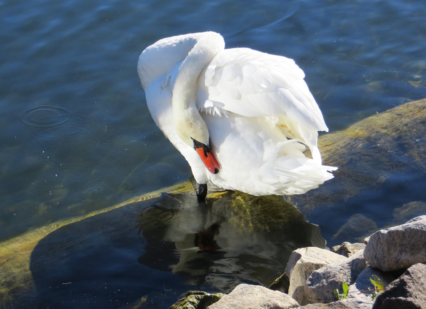 Schwanenhals Foto &amp; Bild | tiere, wildlife, wild lebende vögel Bilder ...