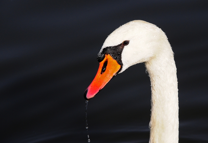 Schwanenhals Foto &amp; Bild | tiere, wildlife, wild lebende vögel Bilder ...