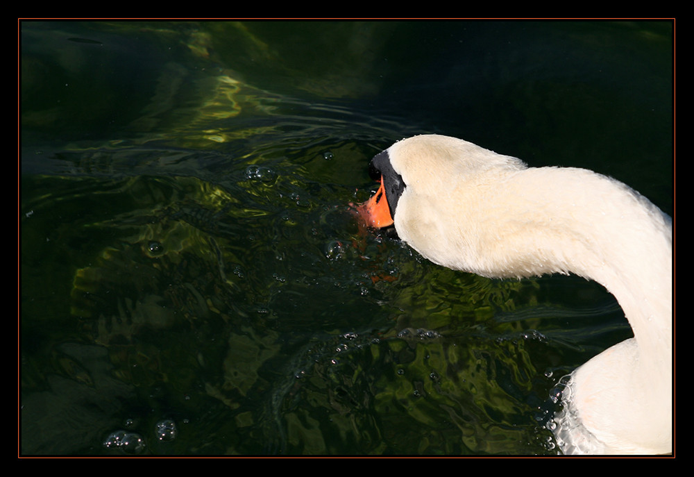 Schwanenhals Foto &amp; Bild | tiere, wildlife, wild lebende vögel Bilder ...