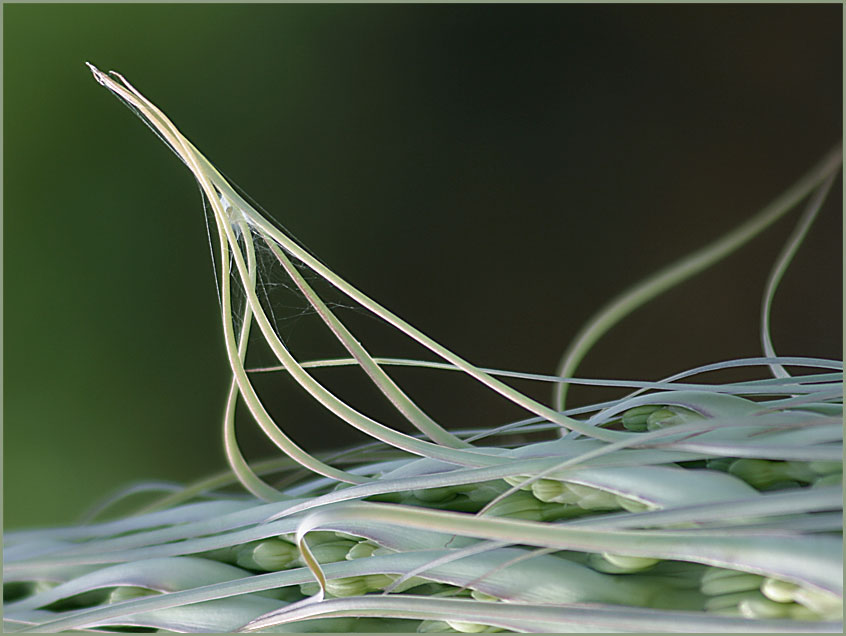 Schwanenhals-Agave